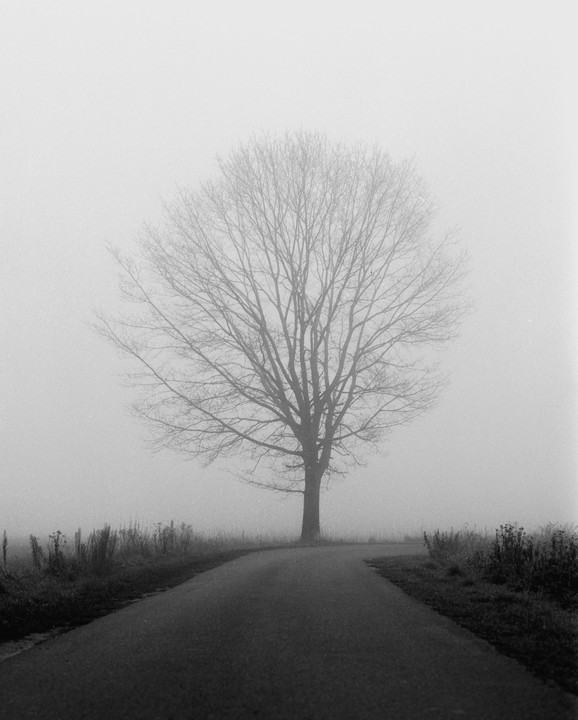 A bare tree stands beside a winding road on a foggy day.