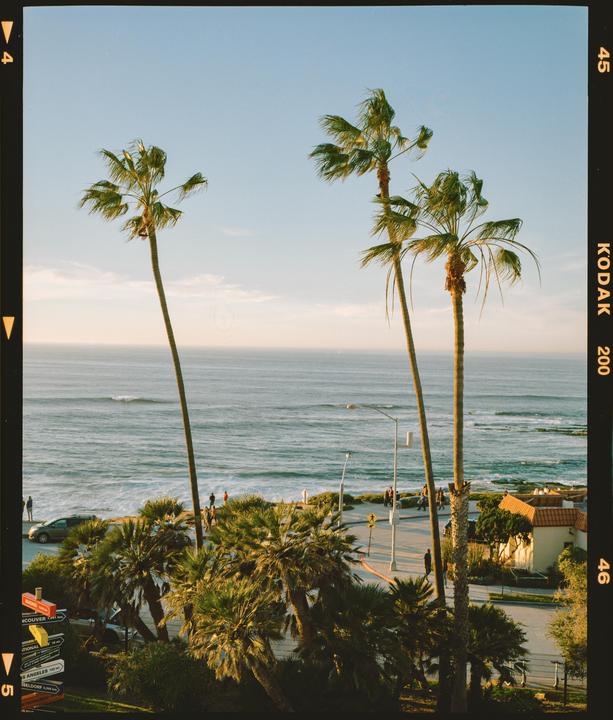 Two tall palm trees stand in front of an ocean with waves, a street, and buildings.