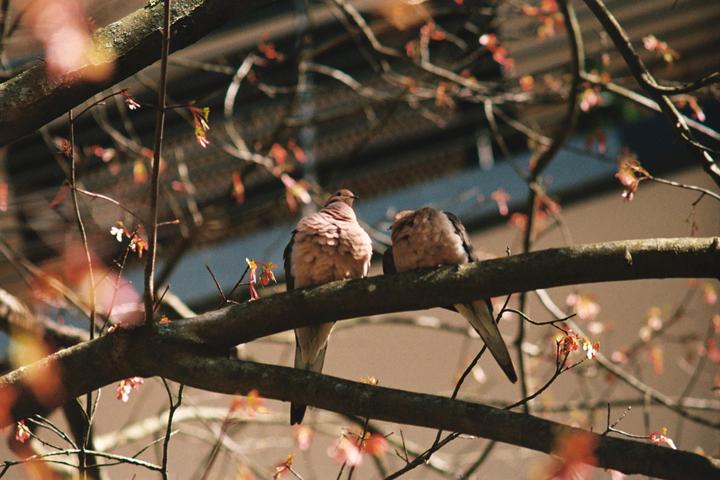 Two doves perch on a tree branch with small red leaves.