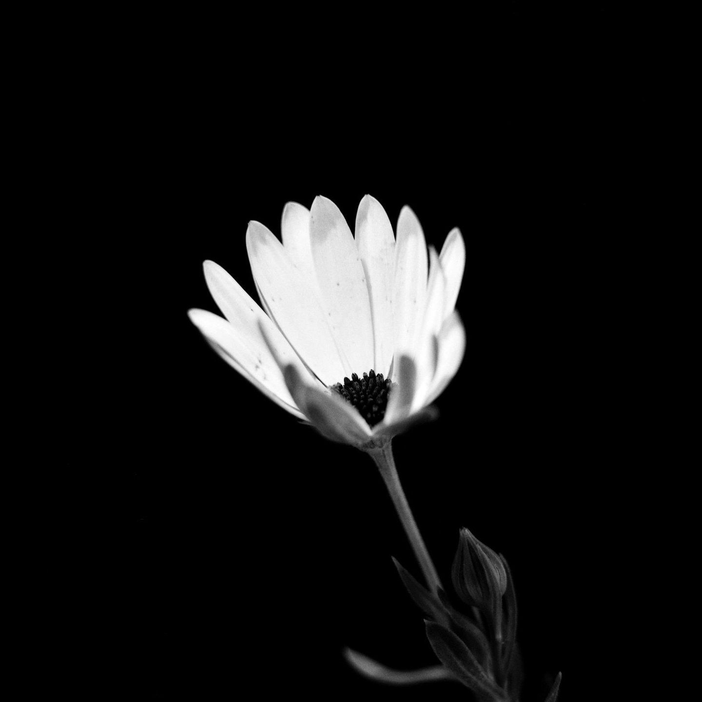 A rain daisy with a dark center and petals is shown against a black background.