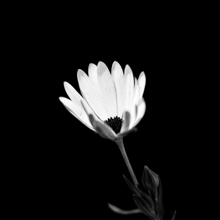 A rain daisy with a dark center and petals is shown against a black background.