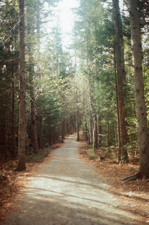 A path leads through a dense forest with tall trees and fallen autumn leaves.