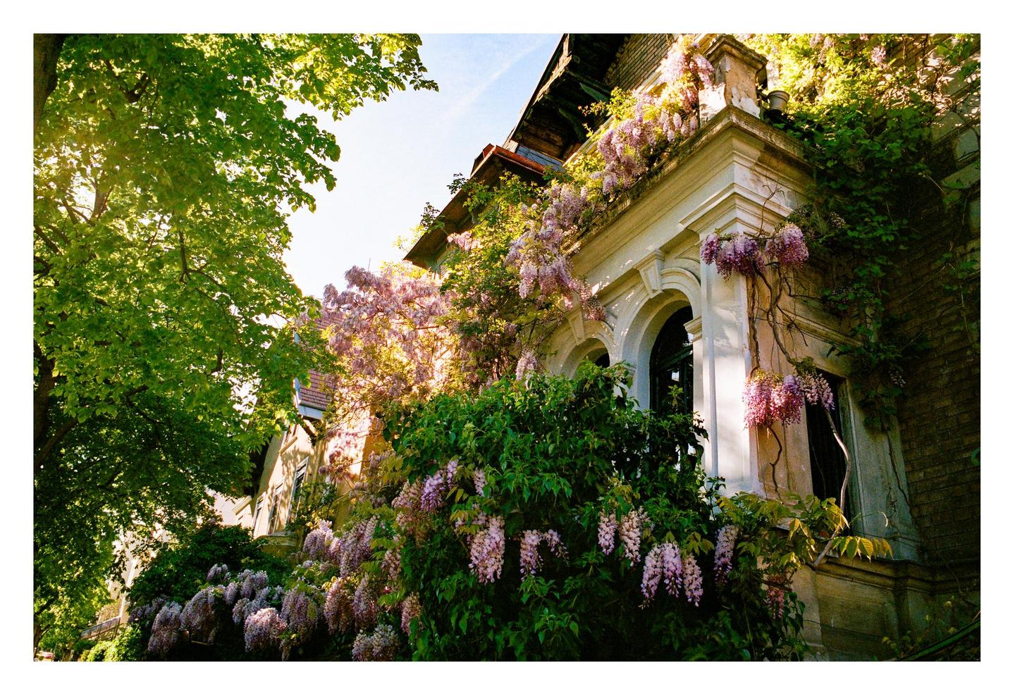 A large house is overgrown with green foliage and purple flowers under a bright sky.
