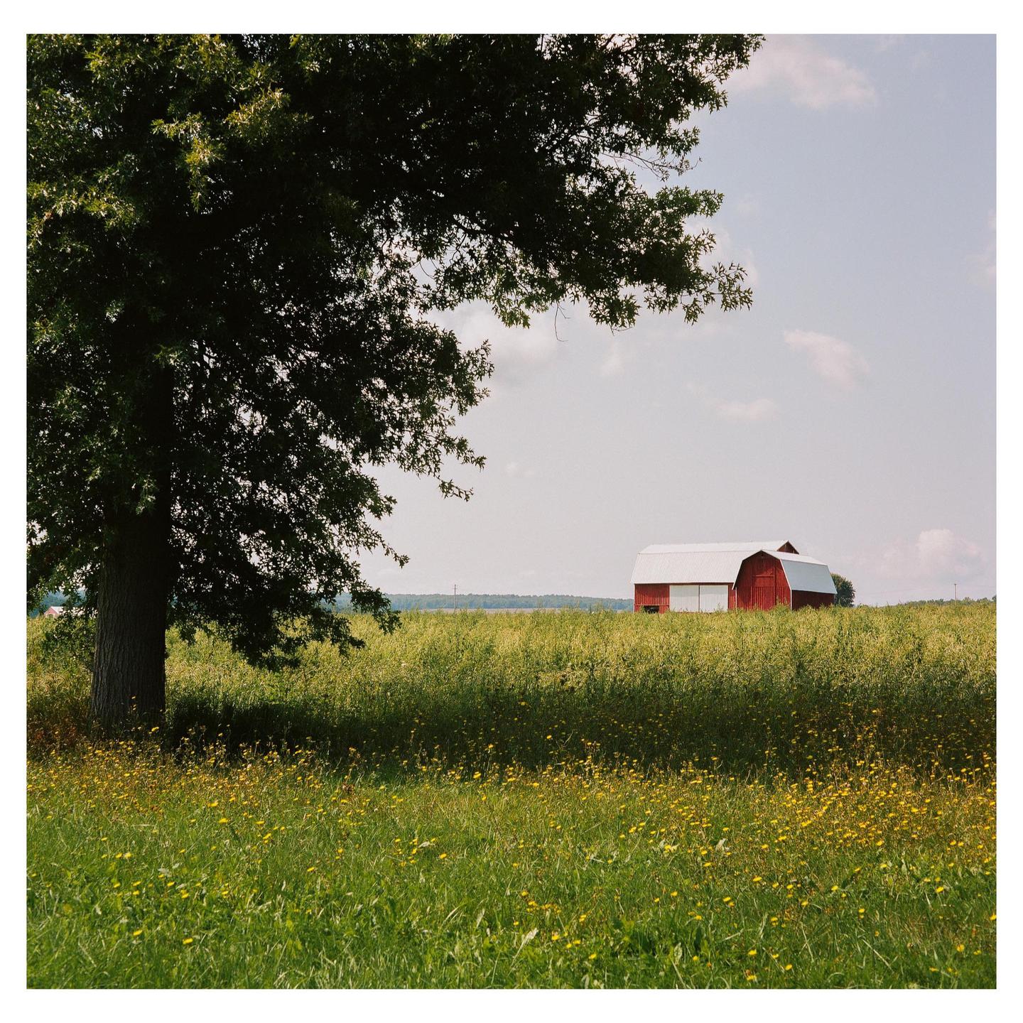 A red barn with a white roof stands in a field of tall grass and yellow wildflowers, with a large tree in the foreground.