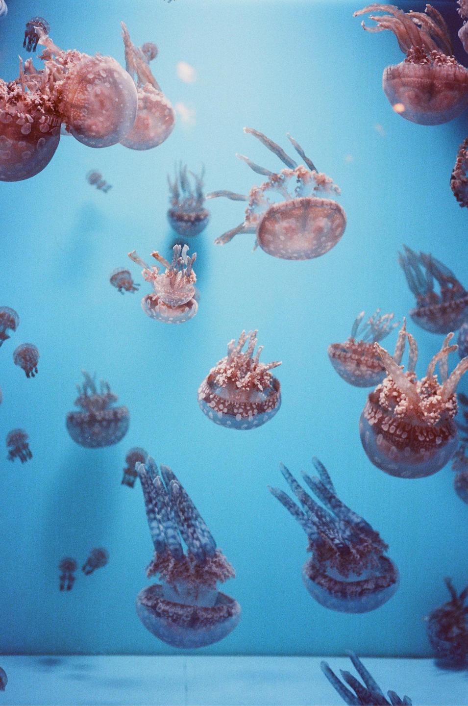 Many jellyfish with bell-shaped bodies and frilly tentacles swim in blue water.