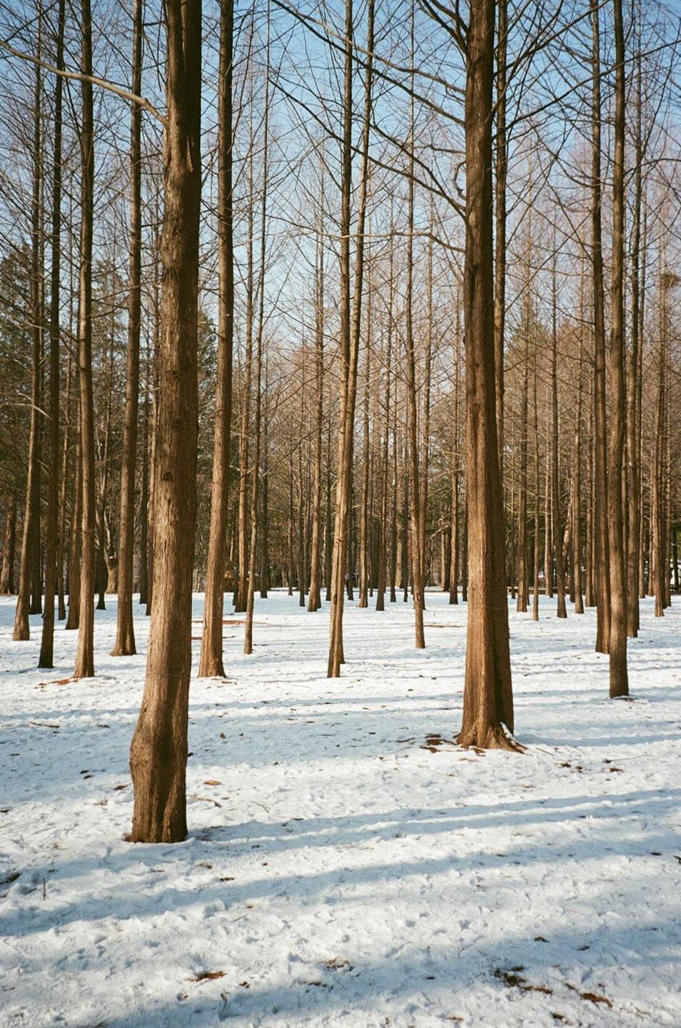 A forest of tall, slender trees with no leaves stands in a field of snow under a clear sky.