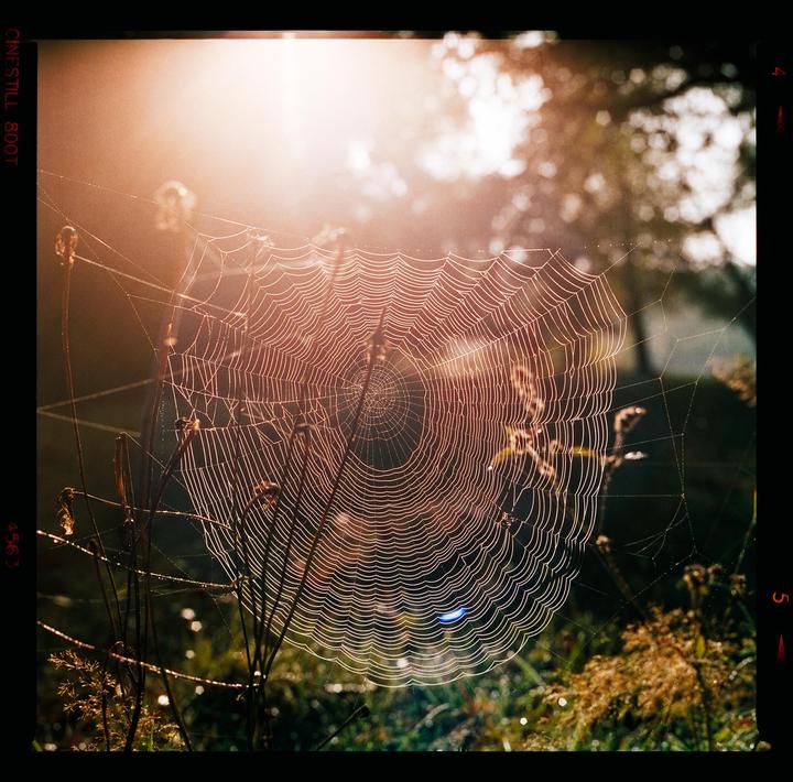 A spiderweb covered in dew drops is illuminated by the morning sun.