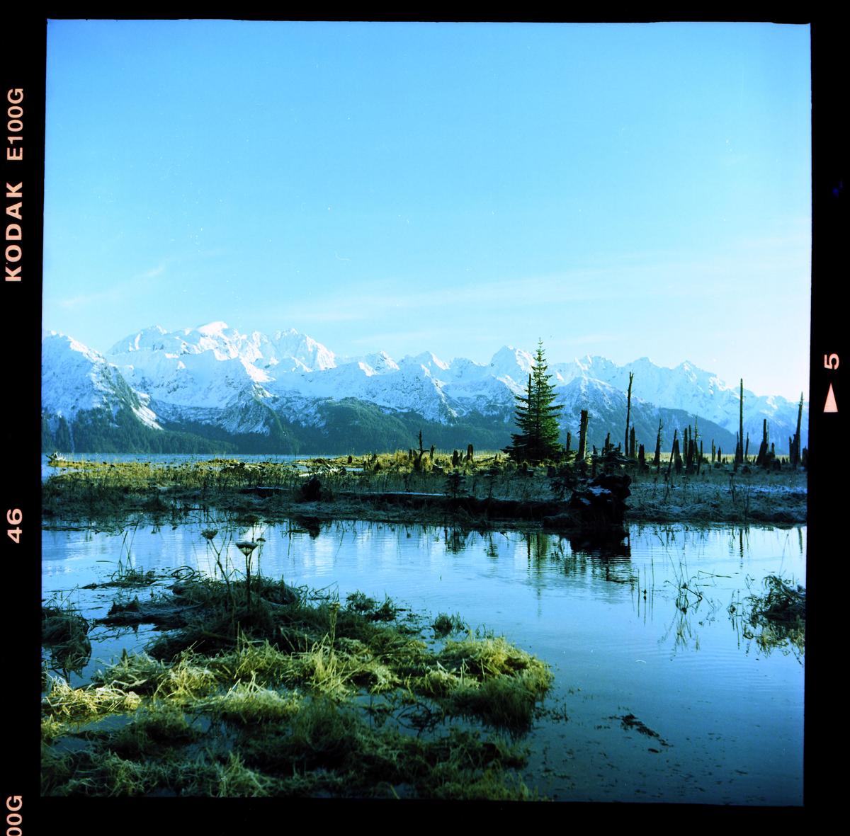 A body of water with grass and dead trees in the foreground reflects a snow-capped mountain range under a clear sky.