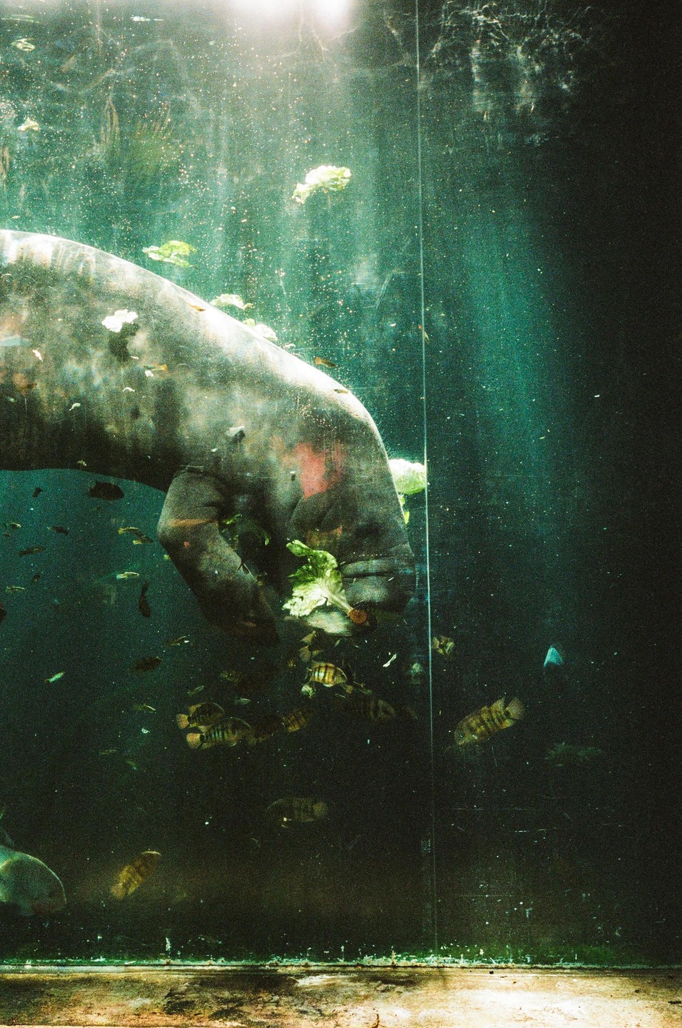 A manatee eats lettuce underwater in an aquarium with small fish swimming nearby.