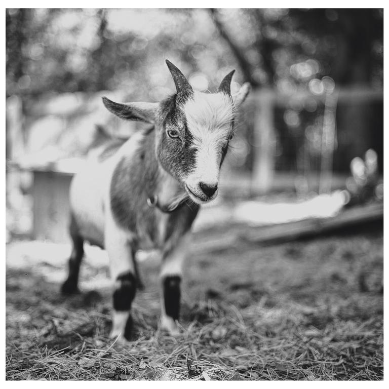 A goat with small horns and a collar stands on dry grass.