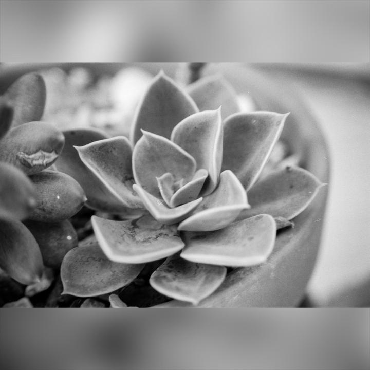 A succulent plant with thick, pointed leaves is shown in a close-up, black and white shot.