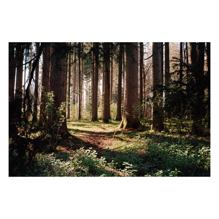 Sunlight illuminates the undergrowth and tree trunks in a dense forest.