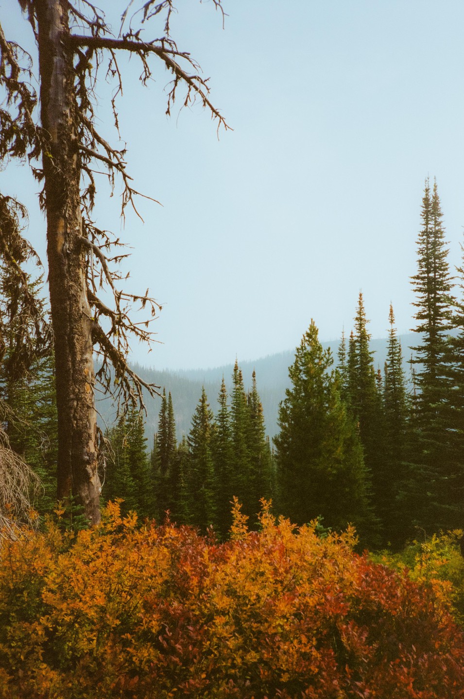 A dead tree stands next to a forest of green pine trees and bushes with autumn foliage.