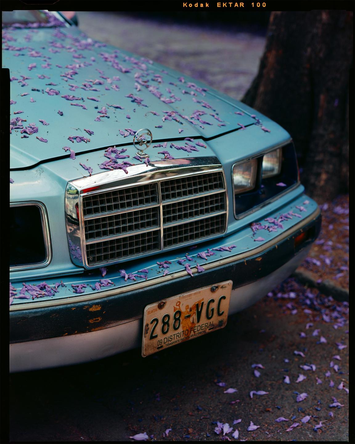 Purple petals cover the hood and windshield of a light blue car parked on a street.