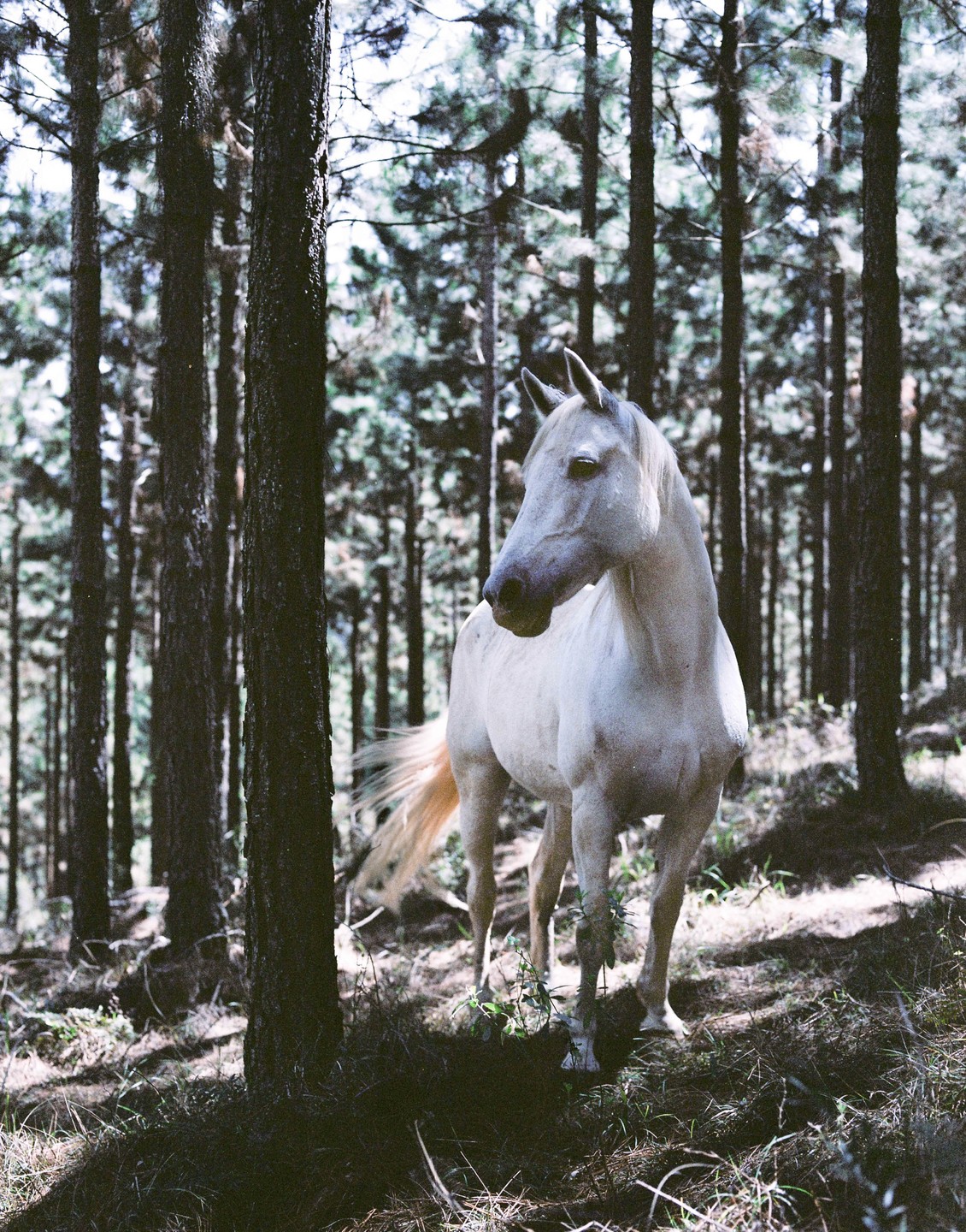 A white horse stands among tall trees in a forest.