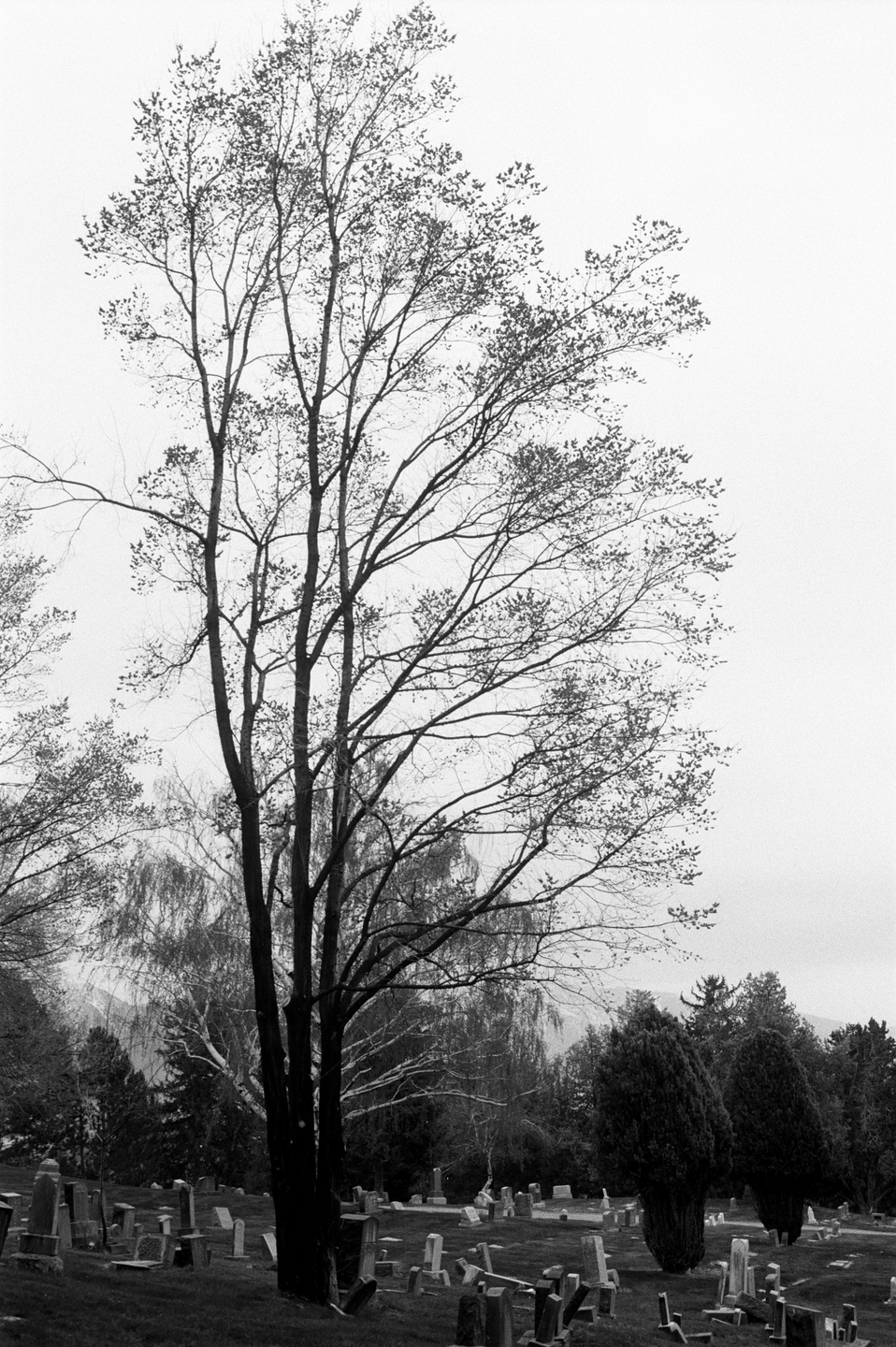 A tall tree with sparse leaves stands in a cemetery with many gravestones.