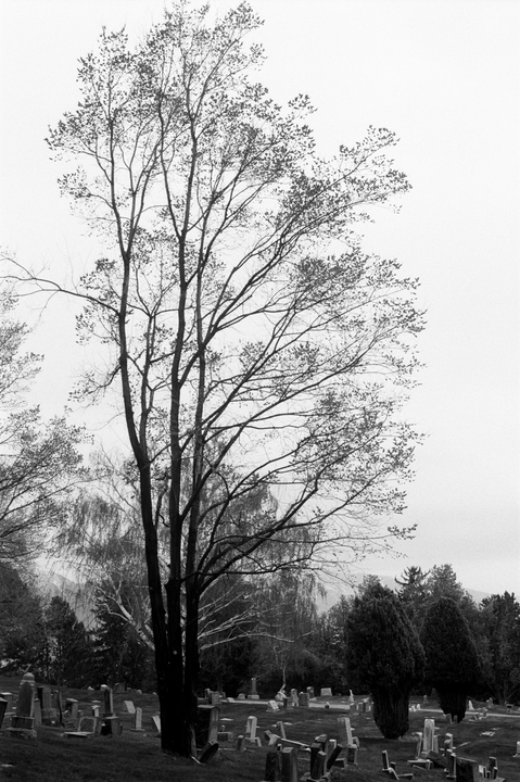 A tall tree with sparse leaves stands in a cemetery with many gravestones.