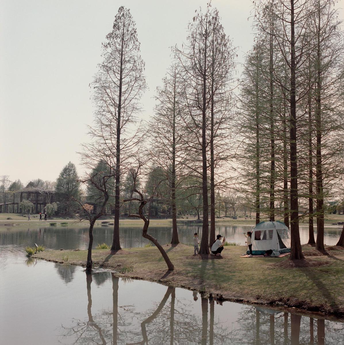 A family camps by a lake surrounded by tall, slender trees.