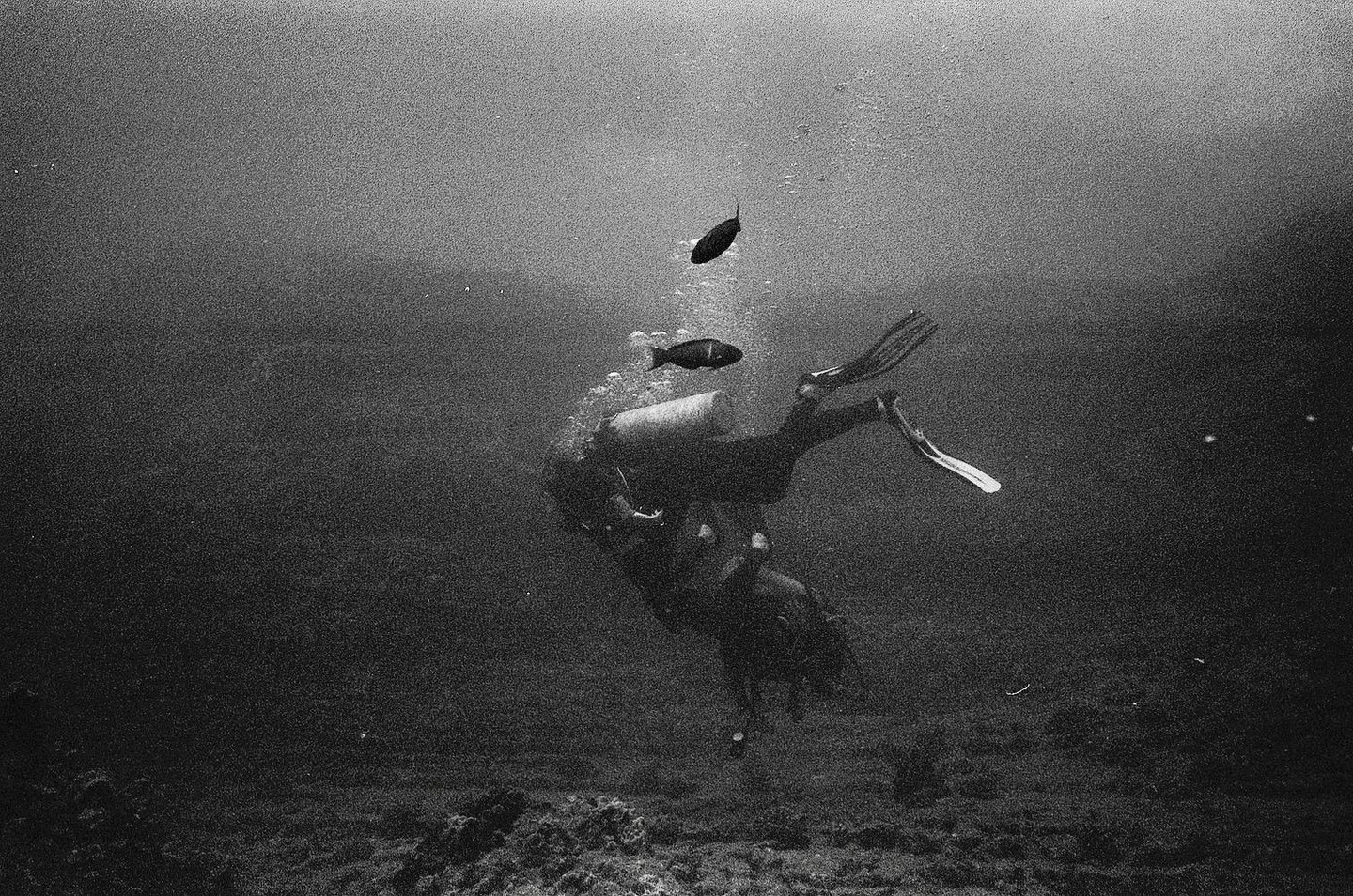 A diver swims underwater with two fish and bubbles rising above them.