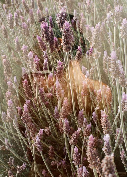 A woman is partially visible behind a dense field of lavender.