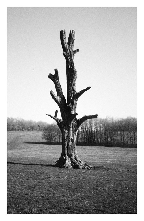 A tall, bare tree stands in a grassy field under a bright sky, with a line of trees in the distance.
