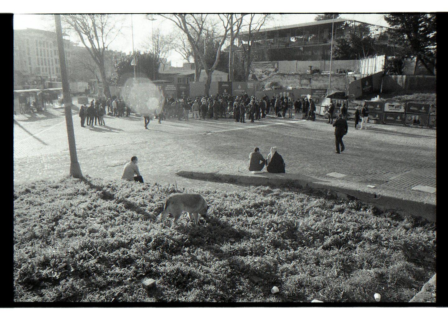 A dog forages in a grassy area while people gather on a paved street in a city.