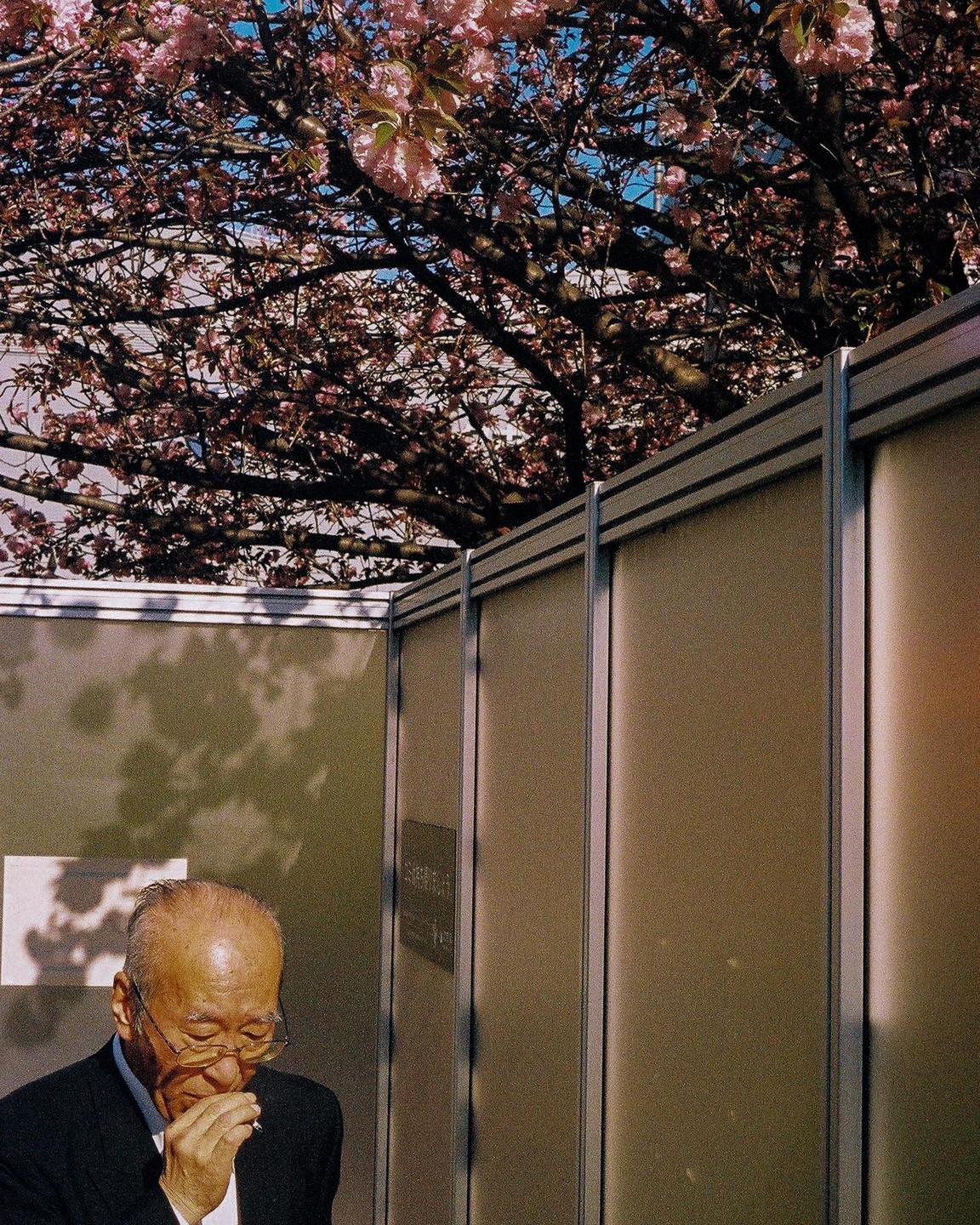A man in glasses smokes a cigarette under a cherry blossom tree next to a building.