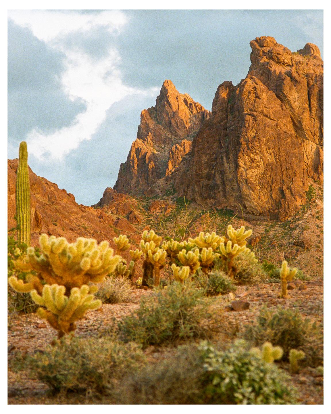 A desert landscape features a tall saguaro cactus and several cholla cacti in the foreground, with rugged mountains under a cloudy sky in the background.