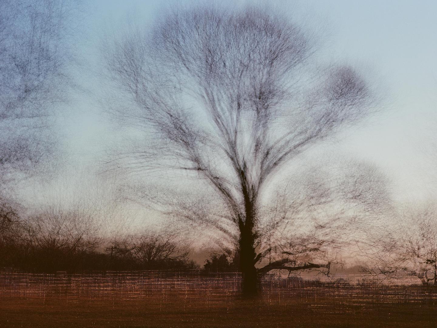 A large, bare tree stands in a field with a fence in the foreground and other trees in the background.