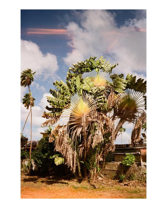 A large traveler's palm tree with fan-like leaves stands in a tropical setting under a cloudy sky.
