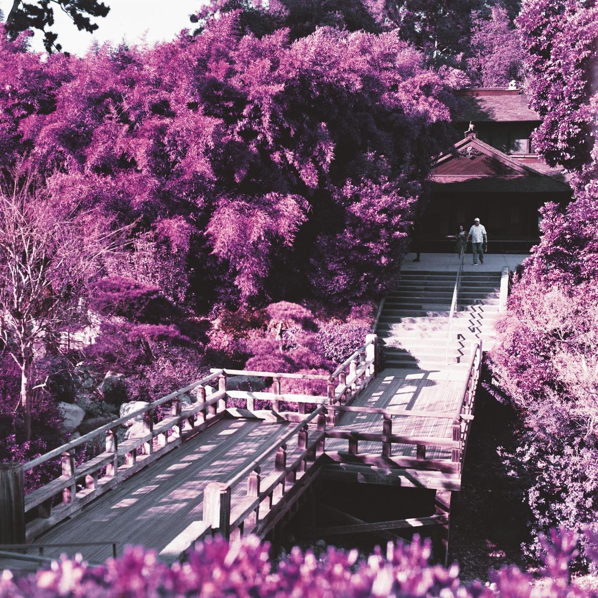 A wooden bridge leads to a building with a red roof, surrounded by purple foliage.