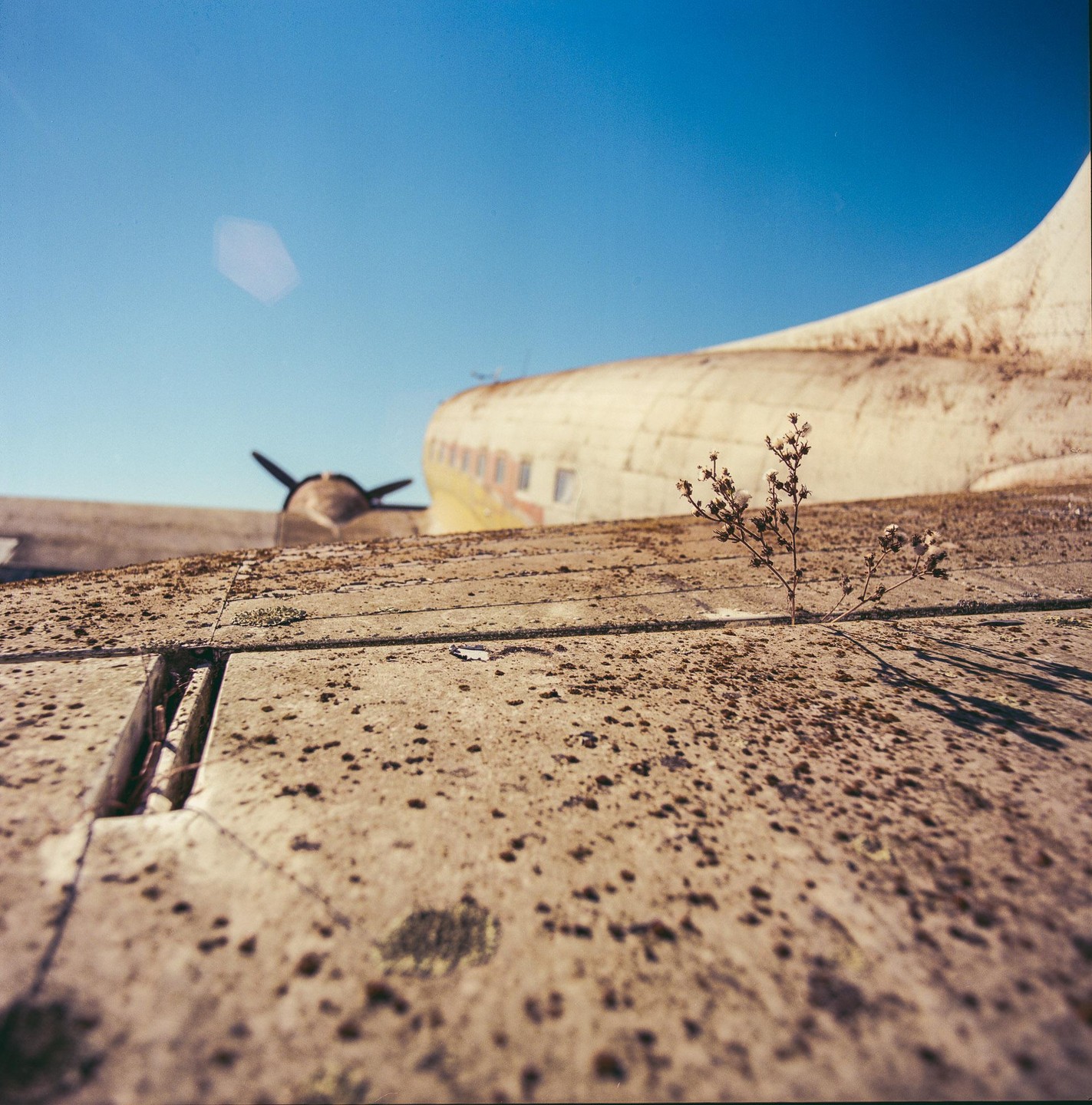 A small plant grows out of the wing of an abandoned airplane under a clear blue sky.