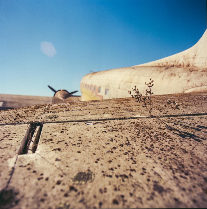 A small plant grows out of the wing of an abandoned airplane under a clear blue sky.
