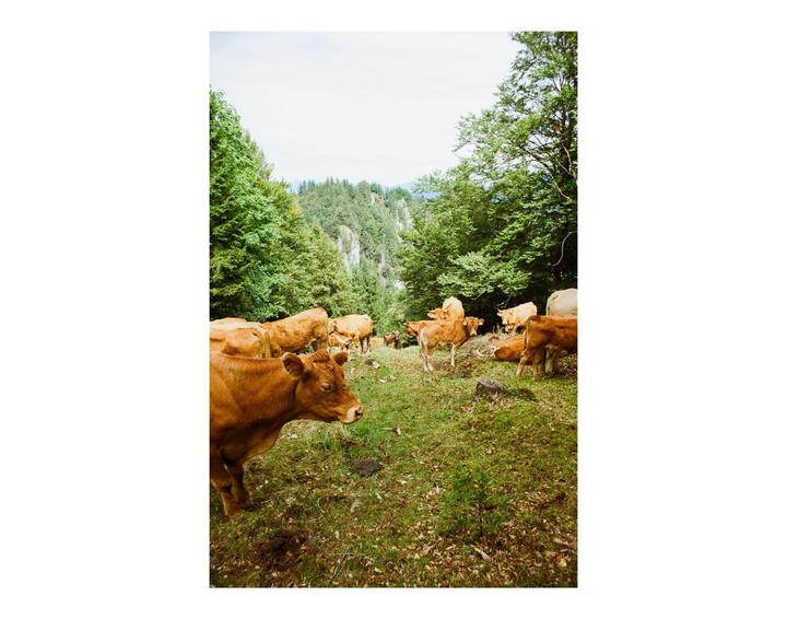 A herd of brown cows grazes on a grassy hillside surrounded by a forest.