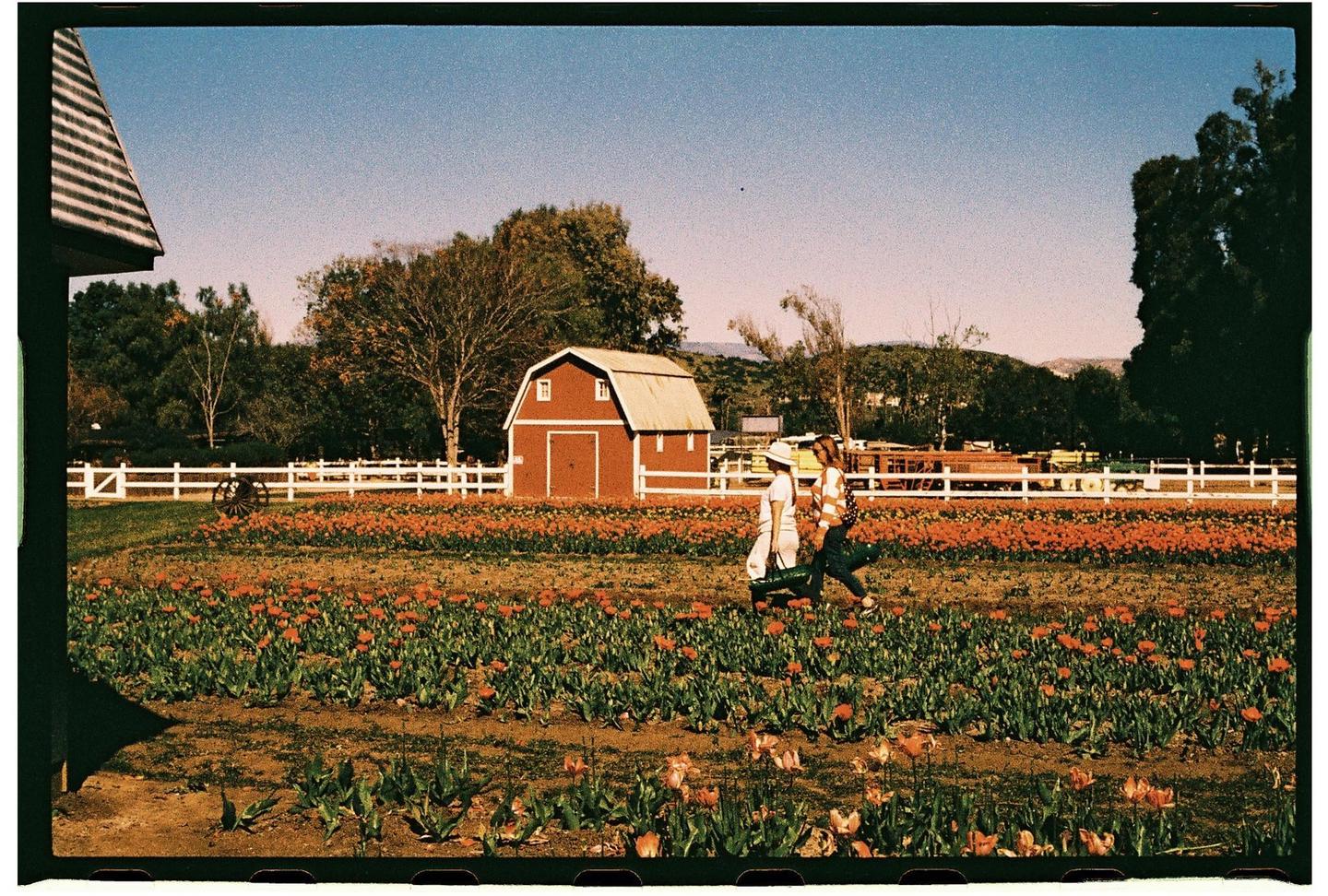 Two women walk through a field of orange flowers towards a red barn with a white fence.