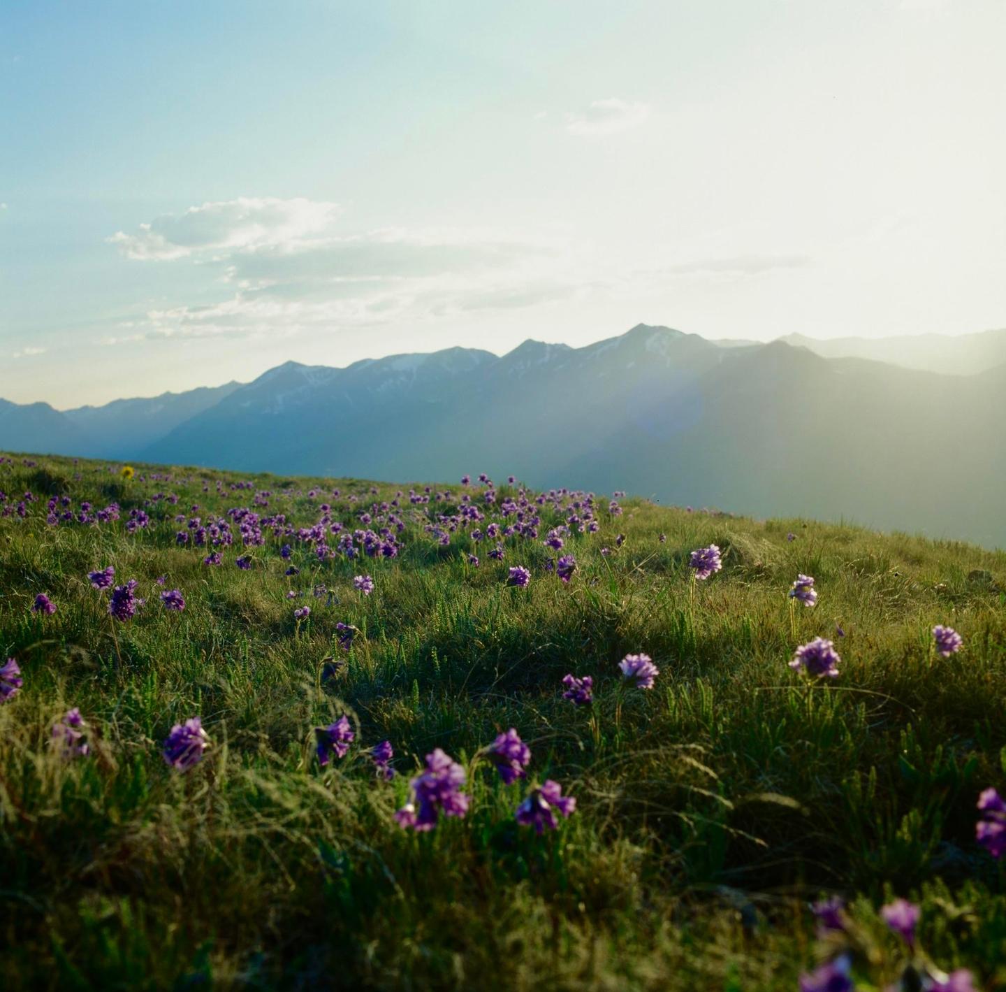 A field of purple flowers grows on a hillside with mountains in the distance under a bright sky.