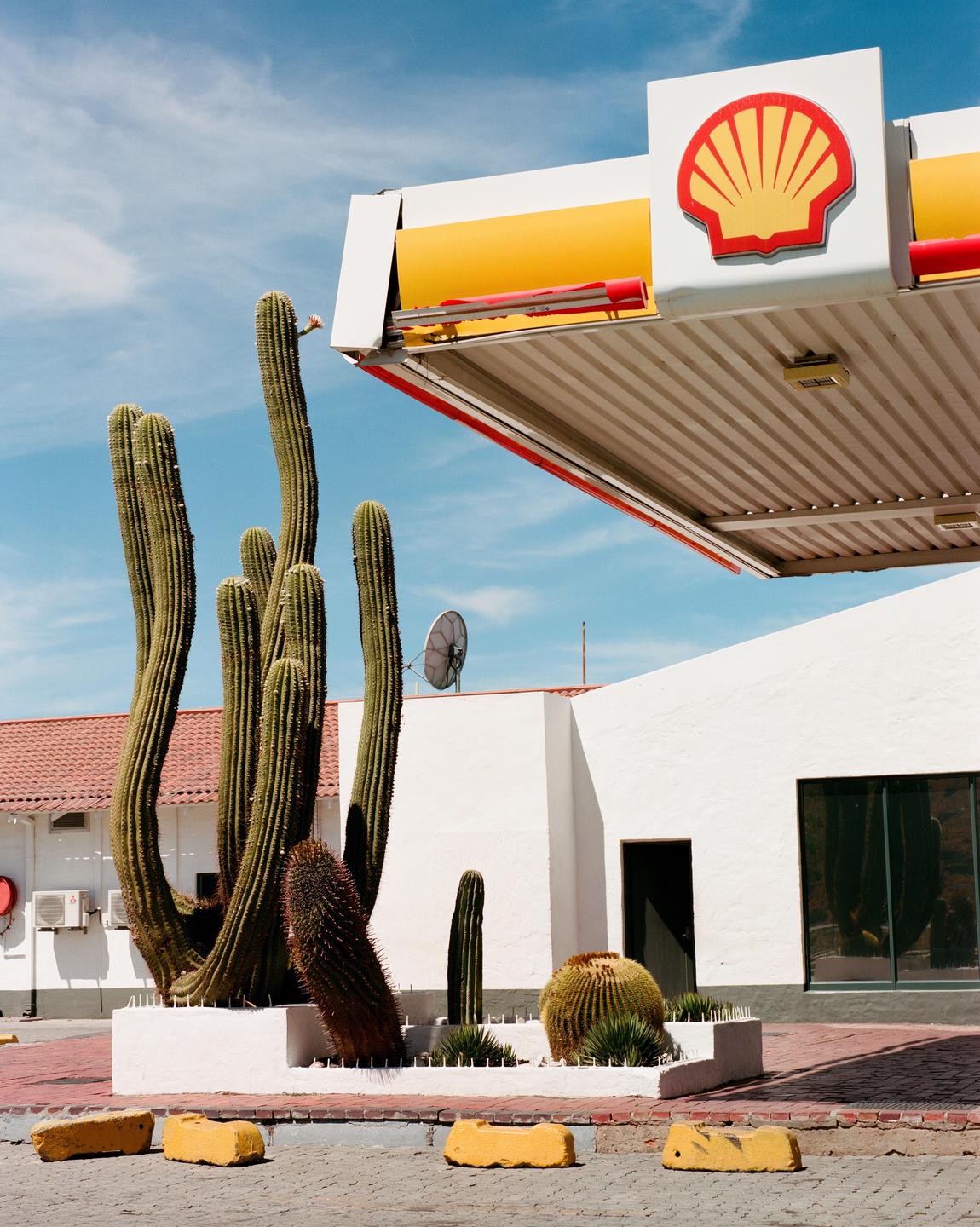 A Shell gas station canopy with a large Shell logo is visible above a variety of cacti and a white building with a red tile roof.