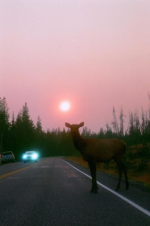 An elk stands on the side of a road with a car approaching in the distance under a hazy pink sky.