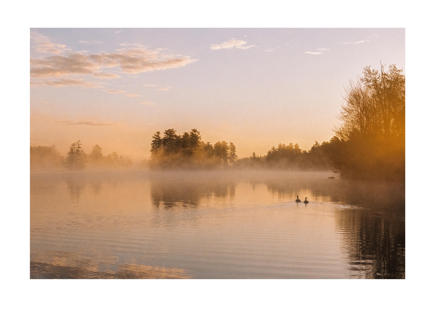 Two geese swim on a misty lake at dawn, with trees visible in the background.