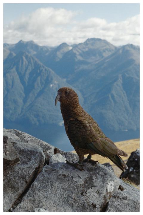 A kea stands on a rock with mountains and a body of water in the background.