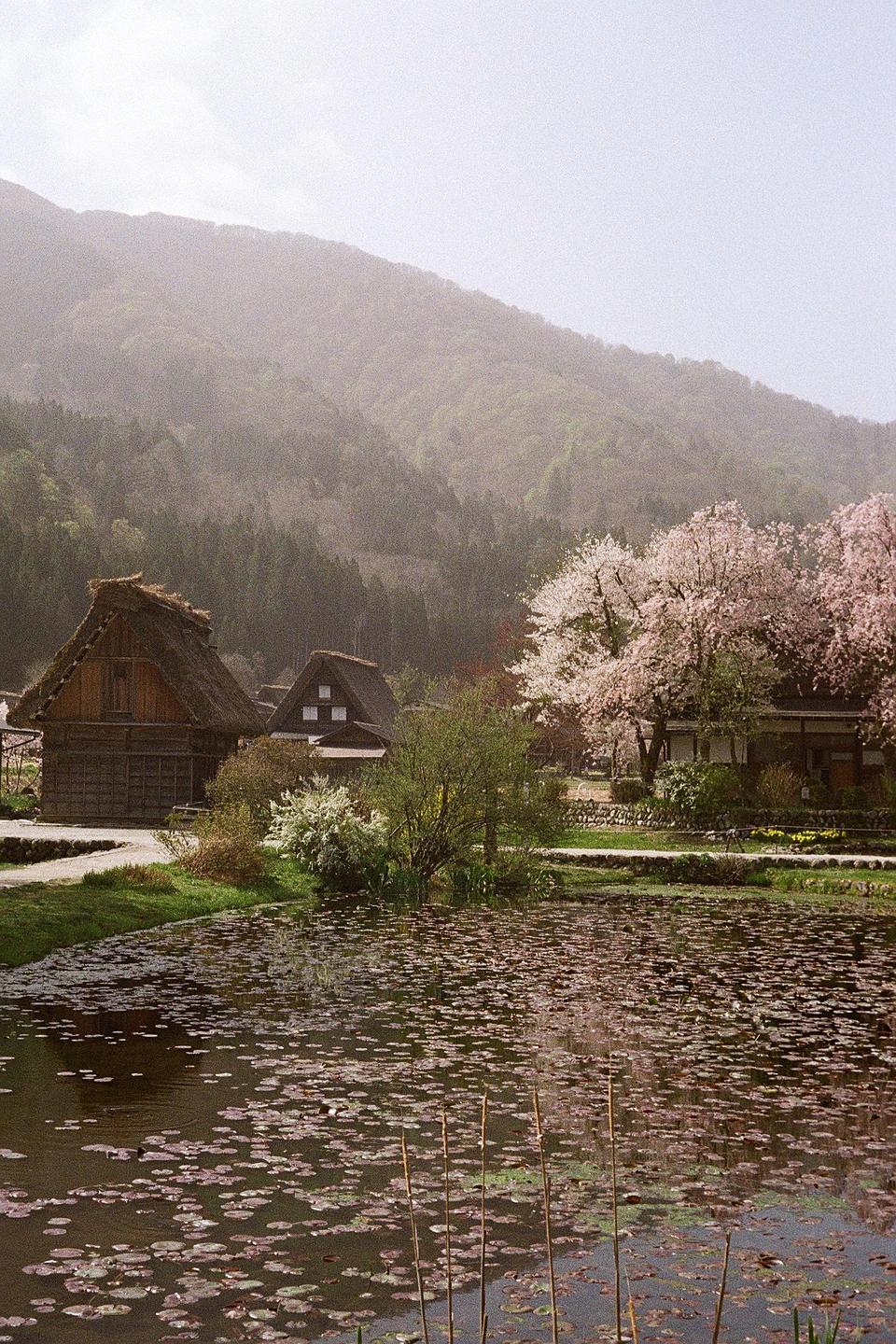A pond covered in lily pads sits in front of traditional Japanese houses with thatched roofs and cherry blossom trees, with a hazy mountain in the background.