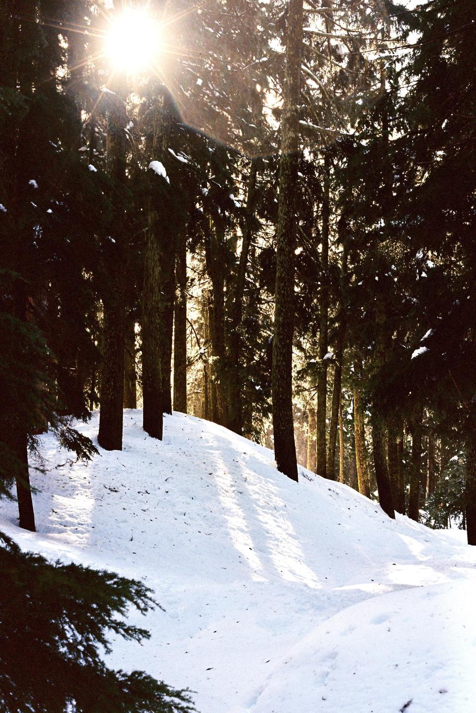 Sunlight shines through a forest of tall trees, illuminating a snow-covered hill.