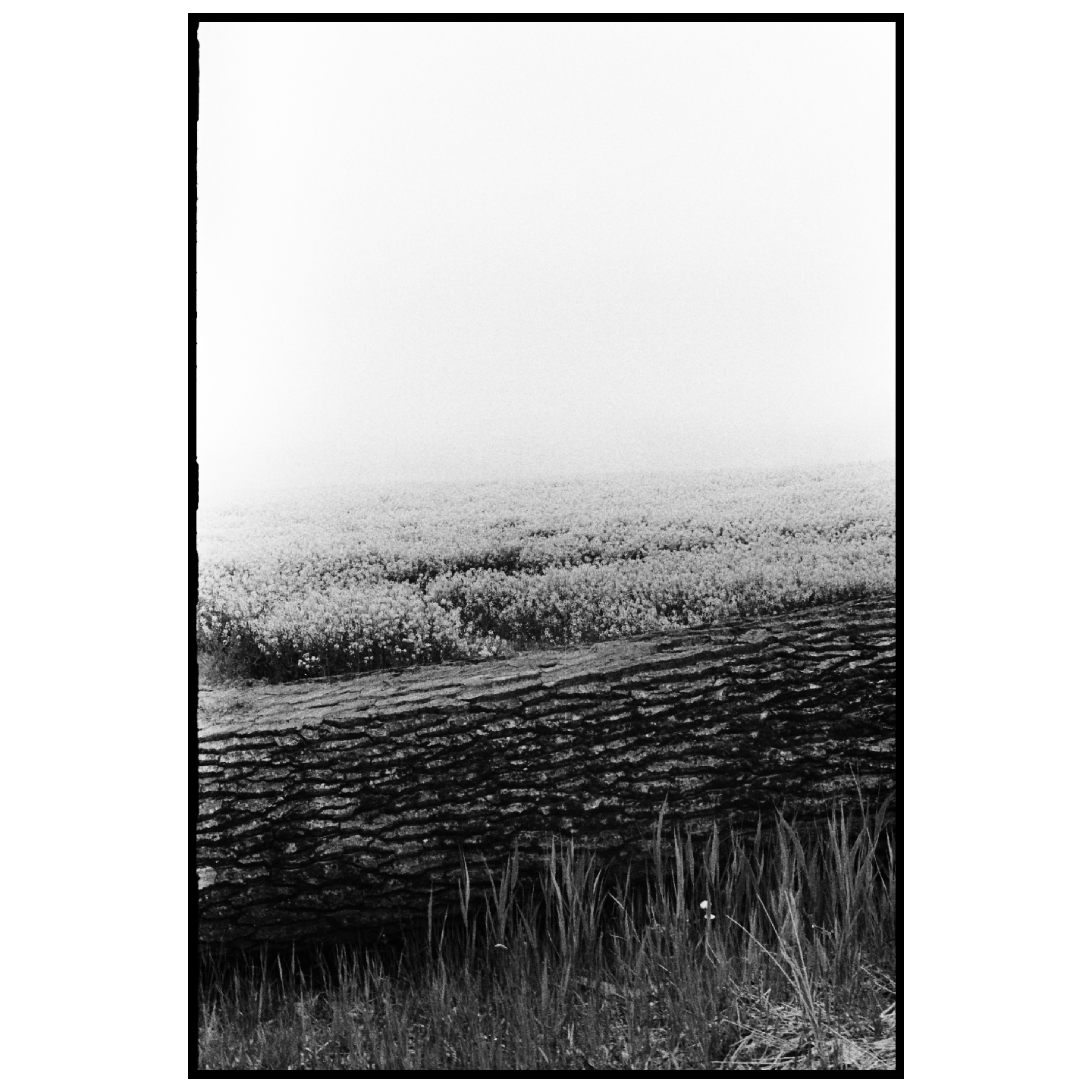 A fallen tree trunk lies in the foreground of a field of flowers under a hazy sky.