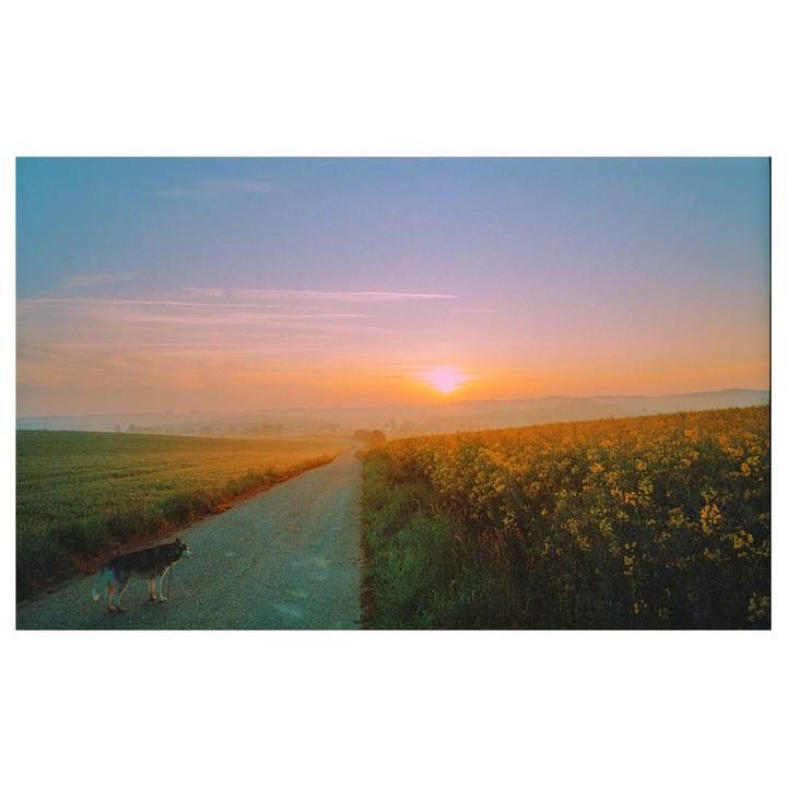 A dog stands on a road between a green field and a field of yellow flowers at sunrise.
