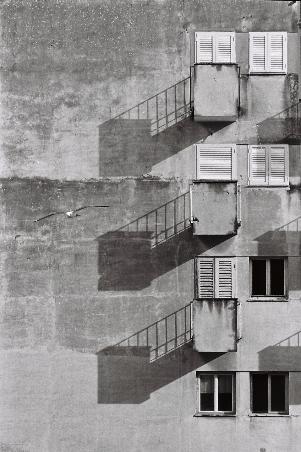 A seagull flies past a concrete building facade with balconies, windows, and strong shadows from railings.