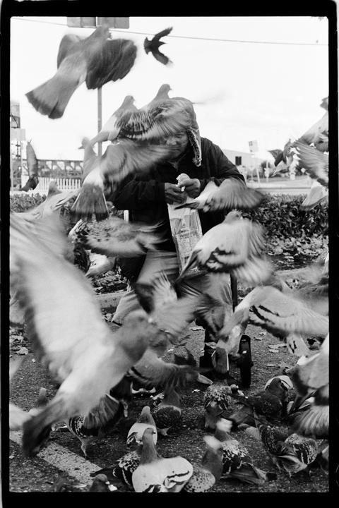 A person wearing a winter hat and jacket is surrounded by many pigeons, some flying and some on the ground.