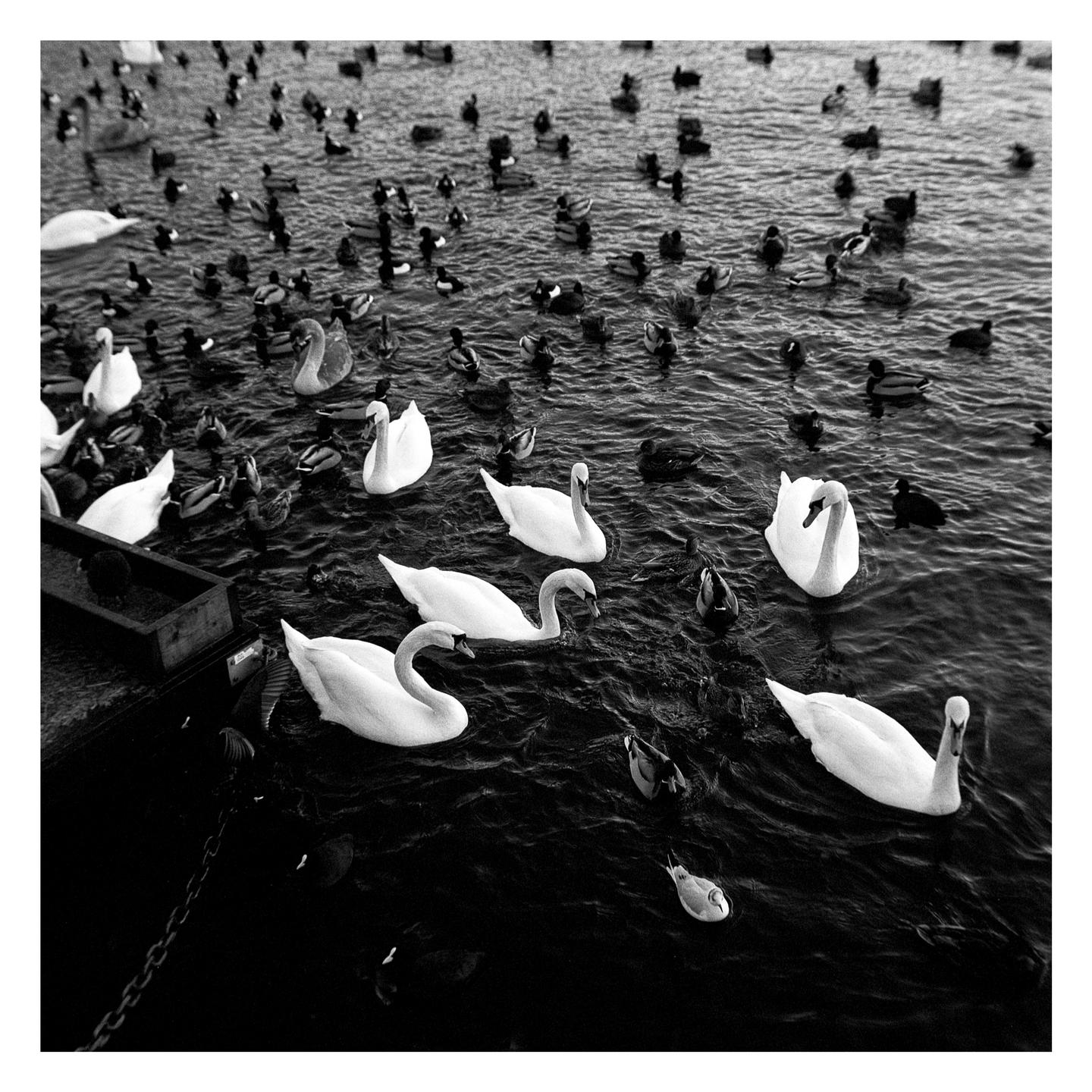 Many swans and ducks swim together in a body of water.