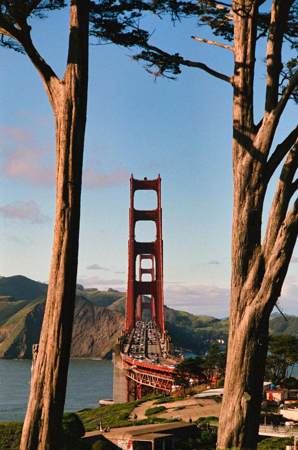The Golden Gate Bridge is framed by two large tree trunks with cars driving across it and hills in the background.