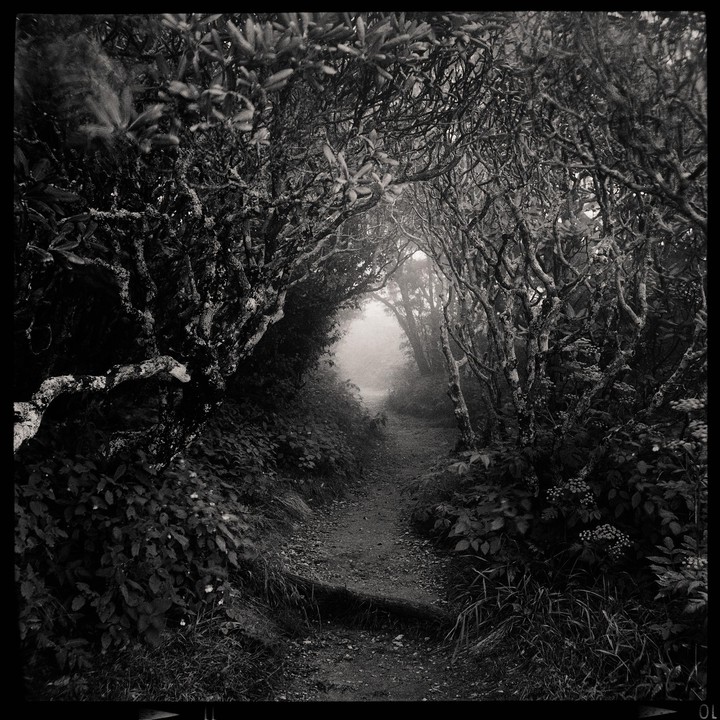 A narrow path leads through a dense, dark forest tunnel into a hazy, bright opening.