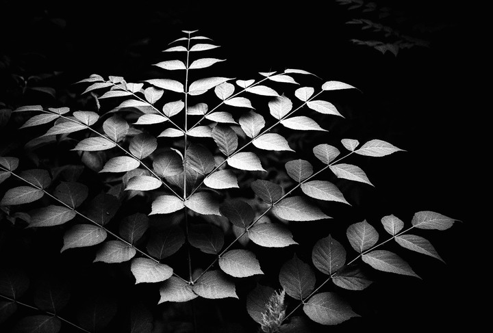 A plant with many small leaves is brightly lit against a dark background.